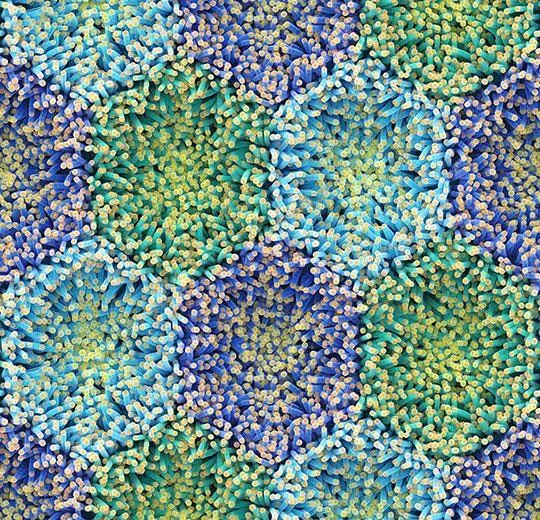 Ковролин Forbo Flotex by Mac Stopa